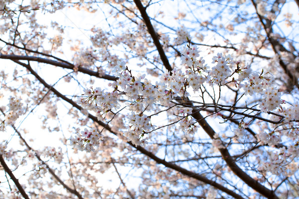 Yoshino cherry blossom in full bloom Stock photo © shihina