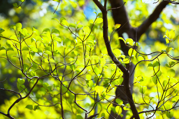 Bright leaves and branches of dogwood (Cornus florida) Stock photo © shihina