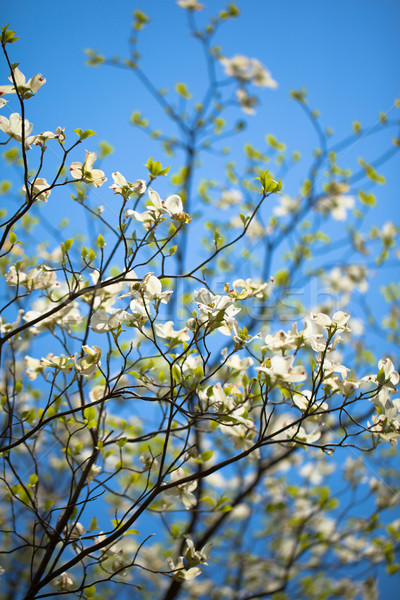 White flowering dogwood tree (Cornus florida) in bloom in blue sky Stock photo © shihina