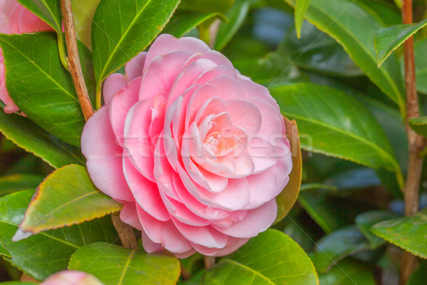 Pink Camellia sasanqua flower with green leaves Stock photo © shihina