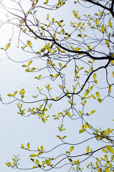Fresh leaves and branches of dogwood (Cornus florida) and sunshine Stock photo © shihina