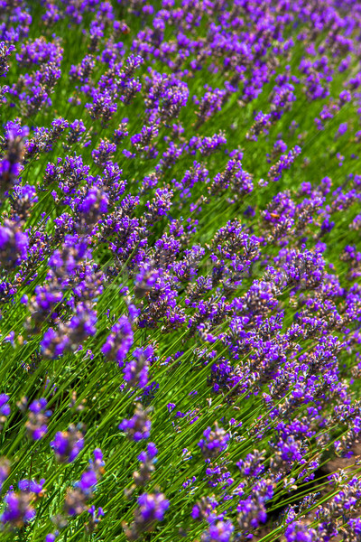 Lavender flowers field Stock photo © shihina