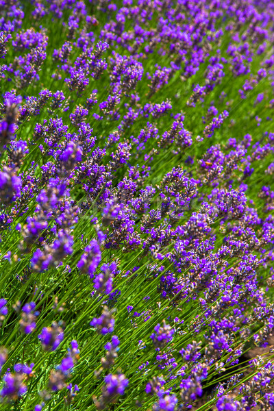 Stock photo: Lavender flowers field