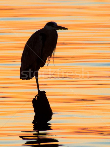 Grey heron, Ardea cinerea, silhouette standing on the sunset lake Stock photo © shihina