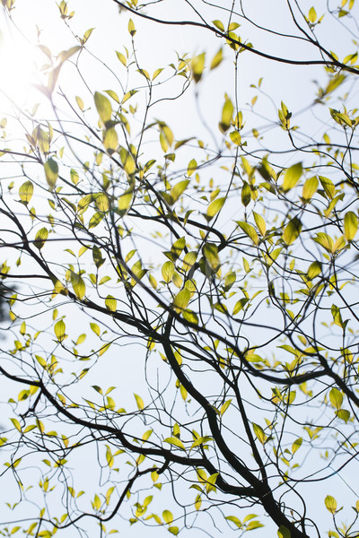 Fresh leaves of dogwood (Cornus florida) and the light Stock photo © shihina