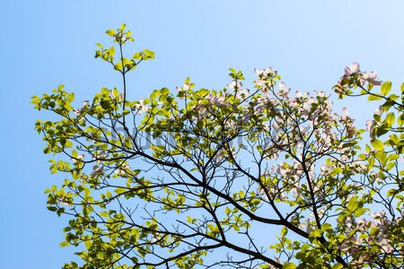 White flowering dogwood tree (Cornus florida) in bloom in sunlight Stock photo © shihina