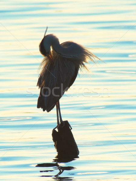 Grey heron, Ardea cinerea, silhouette standing on the sunset lake Stock photo © shihina