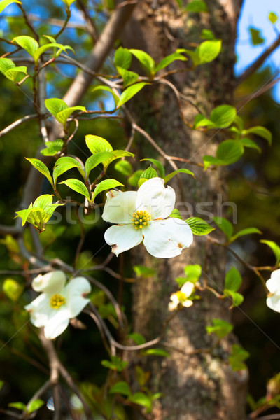 White flowering dogwood tree (Cornus florida) in bloom Stock photo © shihina