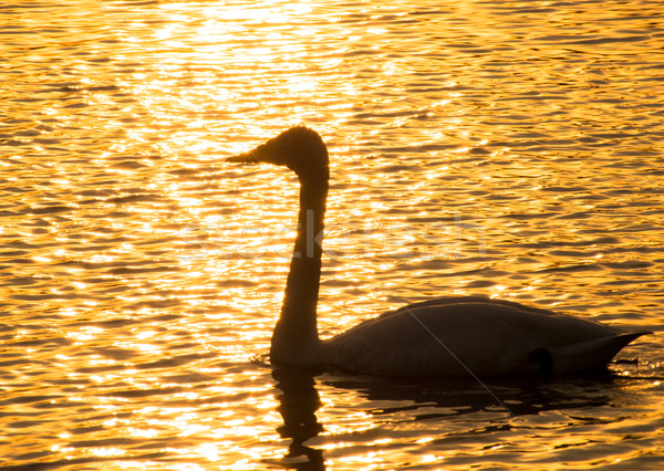 White swan sailing on a lake Stock photo © shihina