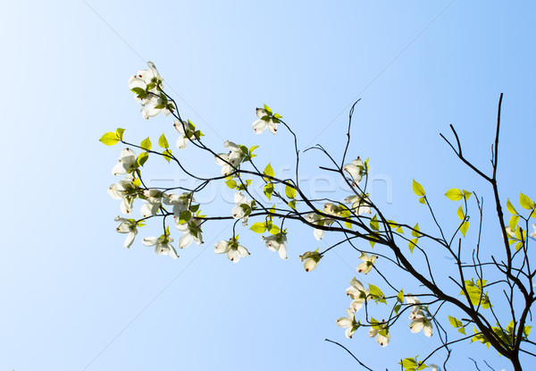 White flowering dogwood tree (Cornus florida) in bloom in sunlight Stock photo © shihina