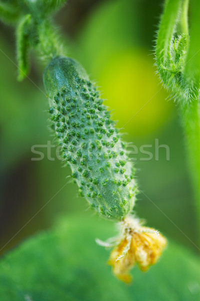 Piccolo cetriolo fiore fiore giallo primo piano view Foto d'archivio © shyshka