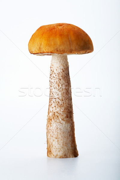 Aspen Mushroom Stock photo © shyshka