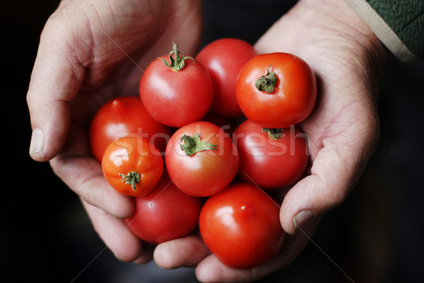 Pomidory ręce starych górę widoku Zdjęcia stock © shyshka