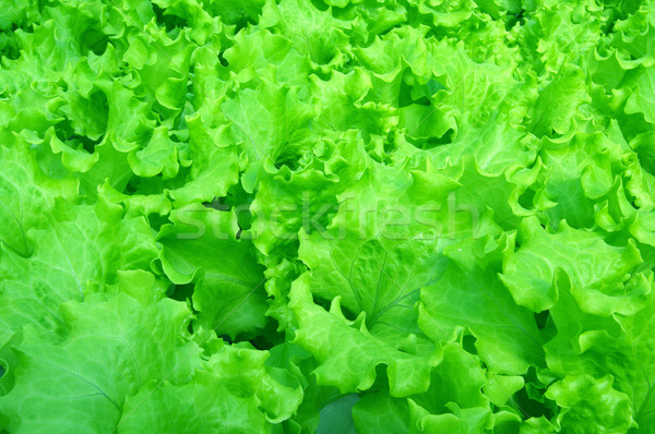 Salad Stock photo © sibrikov