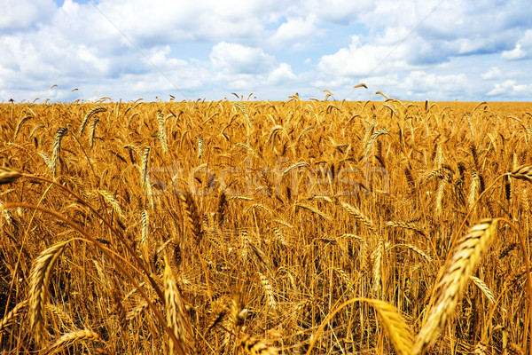 Campo campo de trigo trigo cielo paisaje fondo Foto stock © Silanti