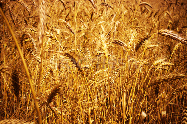 Trigo textura verano campo granja agricultura Foto stock © Silanti