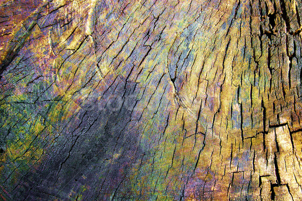 Motley texture of a wood Stock photo © Silanti