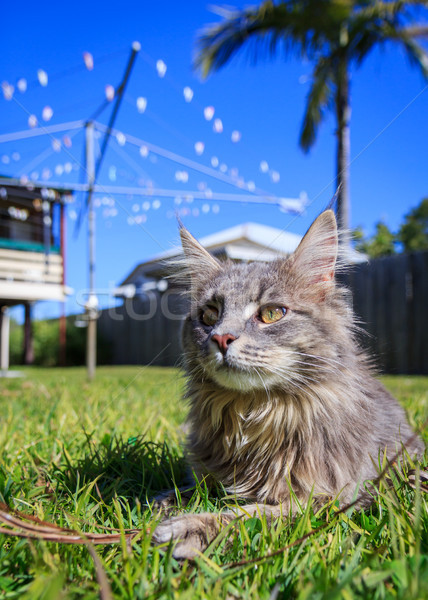 Tabby Cat in the yard Stock photo © silkenphotography