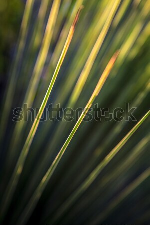 Grass Tree Closeup Stock photo © silkenphotography