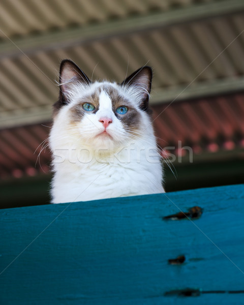 Ragdoll Cat Watching Stock photo © silkenphotography