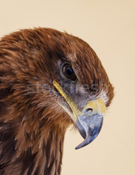 Glare of the Common Buzzard Stock photo © silkenphotography