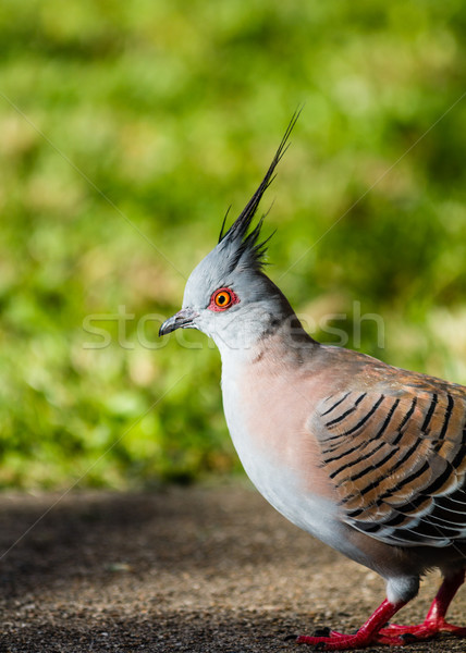 Crested Pigeon Stock photo © silkenphotography