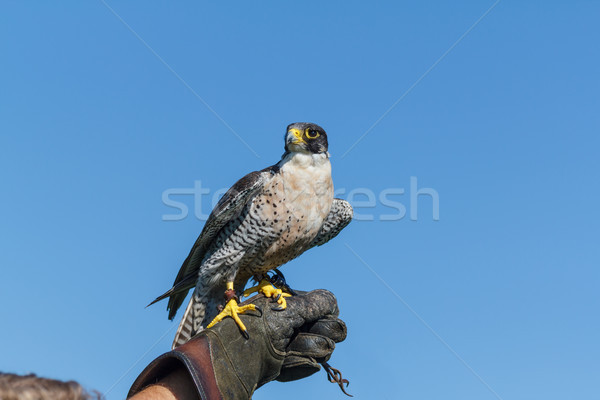 ハヤブサ 自然 動物 翼 高速 ストックフォト © silkenphotography