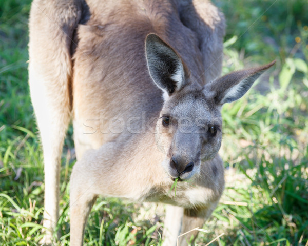 Kangaroo Chewing Grass Stock photo © silkenphotography