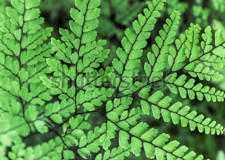 [[stock_photo]]: Fougère · Afghanistan · Inde · augmenté · beaucoup