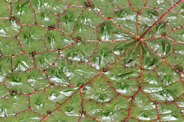 Closeup of a Green Gorgon Plant leaf Stock photo © silkenphotography