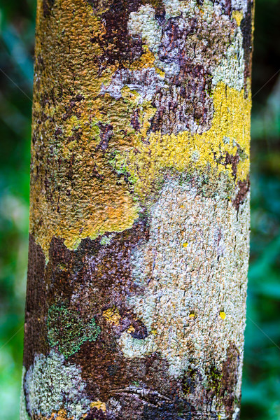 árbol corteza colorido musgo estrecho cubierto Foto stock © silkenphotography