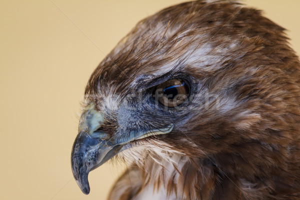 Common Buzzard Up Close Stock photo © silkenphotography