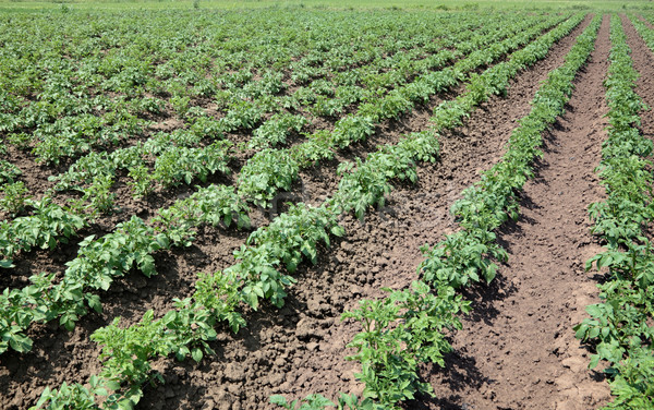 Batata campo verde cultivado cedo verão Foto stock © simazoran