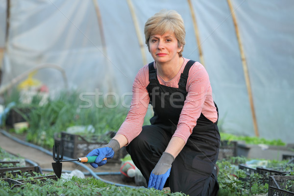 Agricultural worker in a greenhouse with tomato plant Stock photo © simazoran