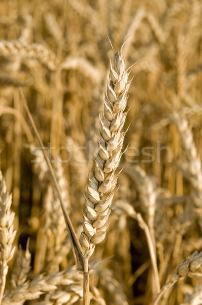 ストックフォト: 小麦 · 麦畑 · 夏 · 食品 · ファーム