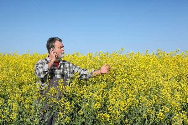 Farmer or agronomist in blossoming rapeseed field Stock photo © simazoran