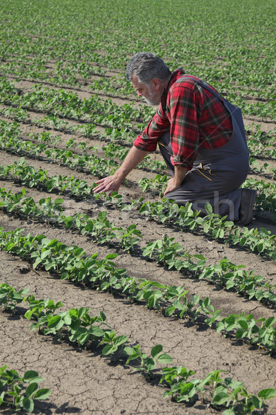 Farmer examining soy bean plant Stock photo © simazoran