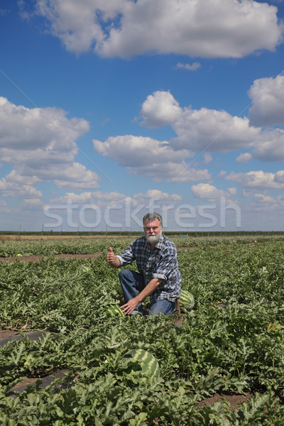 Foto d'archivio: Agricoltore · anguria · campo