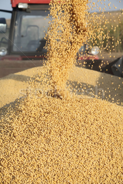 Soy harvest Stock photo © simazoran