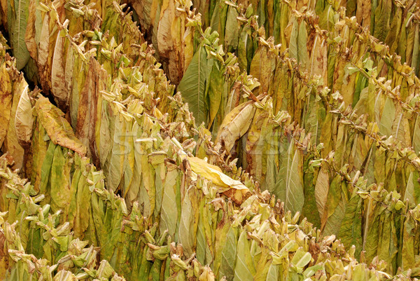 Tabaco naturales otono naturaleza cigarrillo caída Foto stock © simazoran