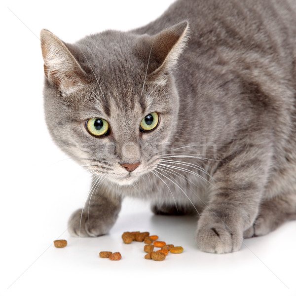 Pisica domestica intern pisica gri alimente Imagine de stoc © simazoran
