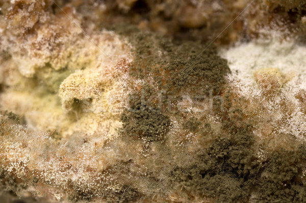Stock photo: Mould