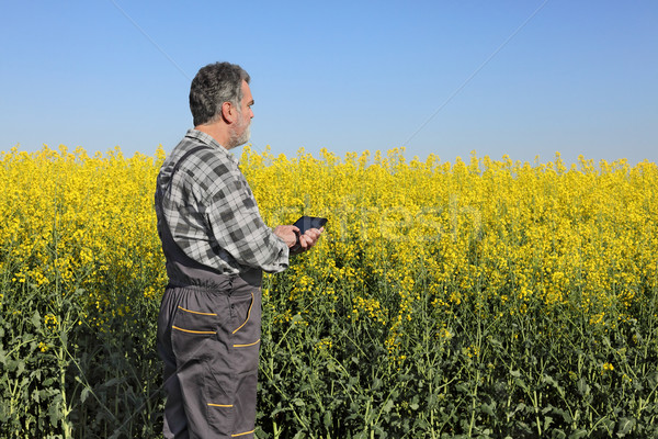 Farmer or agronomist in blossoming rapeseed field Stock photo © simazoran