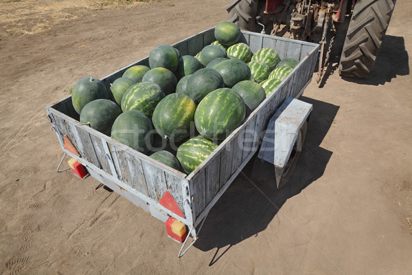 Watermelon fruit at trailer Stock photo © simazoran