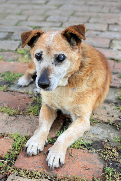 Vecchio triste razza cane malati Foto d'archivio © simazoran
