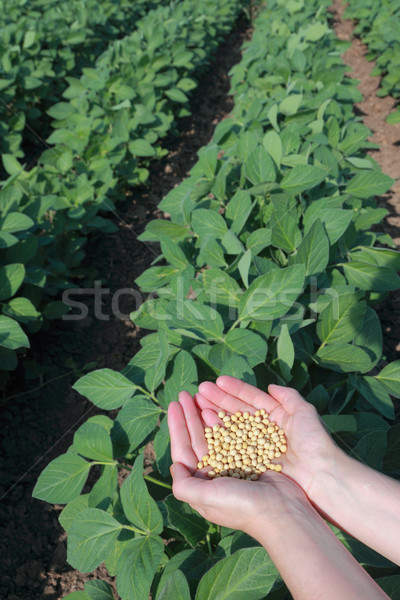 Soja domaine main humaine semences alimentaire feuille [[stock_photo]] © simazoran