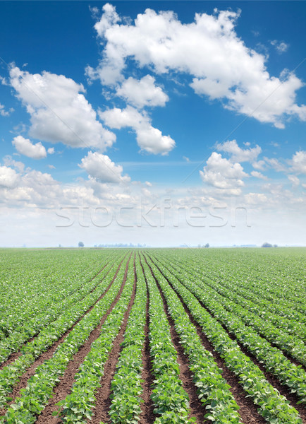 Mezőgazdaság szója mező tavasz gyönyörű kék ég Stock fotó © simazoran