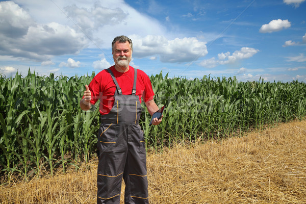 Farmer or agronomist in green corn field Stock photo © simazoran