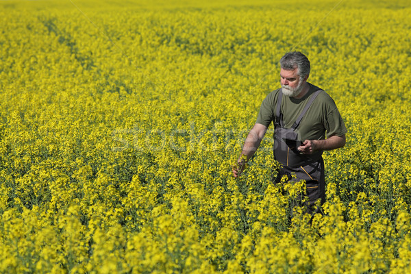 Agriculture, farmer examining wheat plants in field Stock photo © simazoran