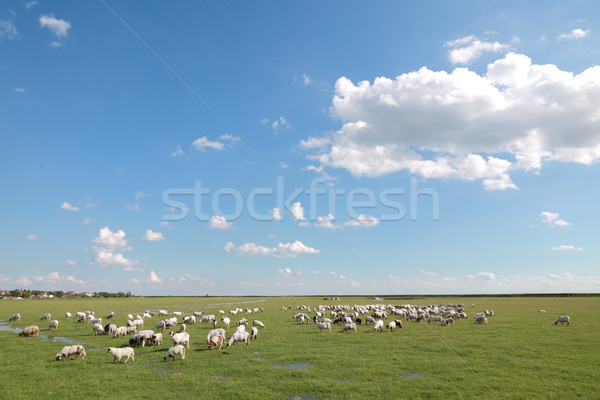 Moutons troupeau manger herbe prairie ciel bleu [[stock_photo]] © simazoran